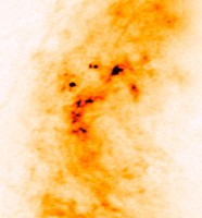 Embryo's van zware sterren, door ALMA waargenomen.