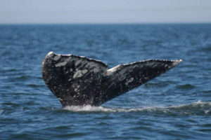 Zonneuitbarstingen verstoren mogelijk navigatie bij grijze walvissen