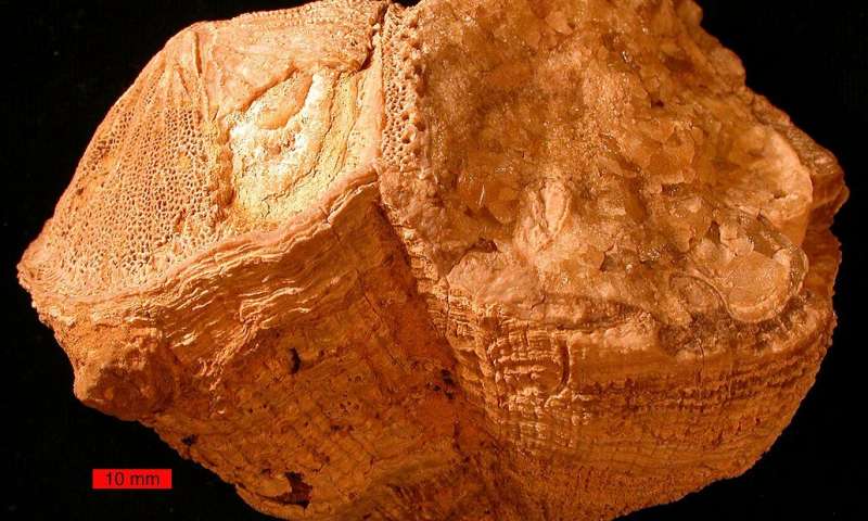 Fossiele schelpen laten zien dat de dag 70 miljoen jaar geleden een half uur korter was