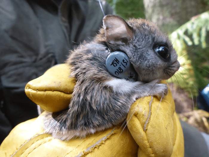 Radiotelescoop Green Bank lag drie maanden stil door onderzoek aan eekhoorns